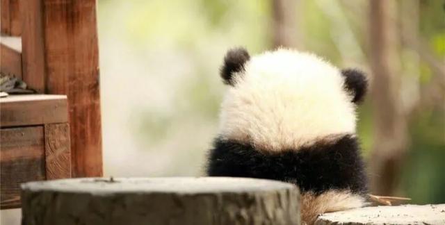 福来:哥哥太爱我了怎么办?