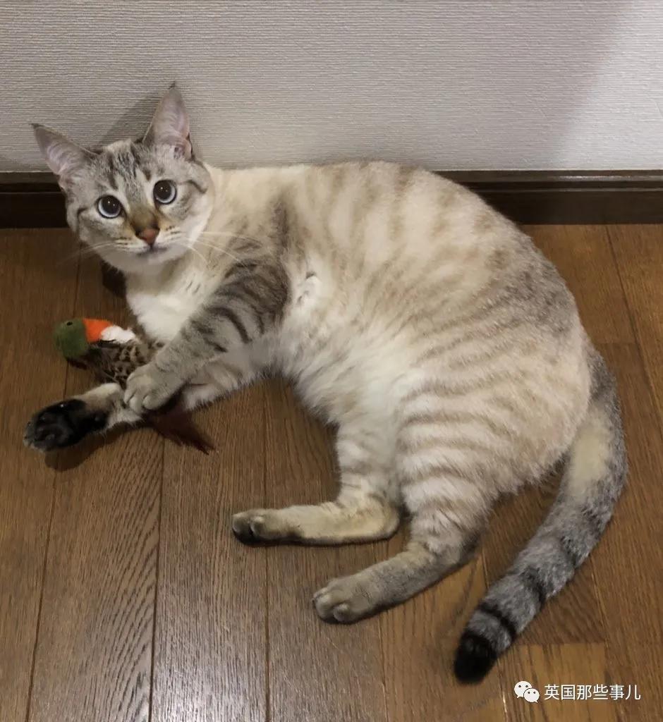 养暹罗等于养好几种猫,重庆暹罗猫变黑了还能白回来吗