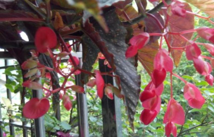 竹节海棠花期叶子太密怎么处理,竹节海棠开花少怎么回事