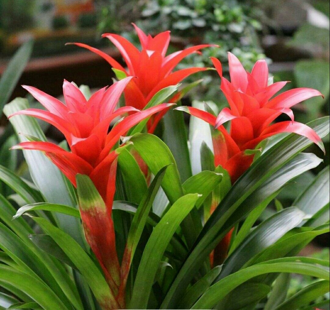 淘米水养花会板结吗,淘米水浇花味道难闻怎么办