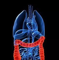 鲟软骨活性肽,鲟鳇鱼软骨蛋白肽的作用