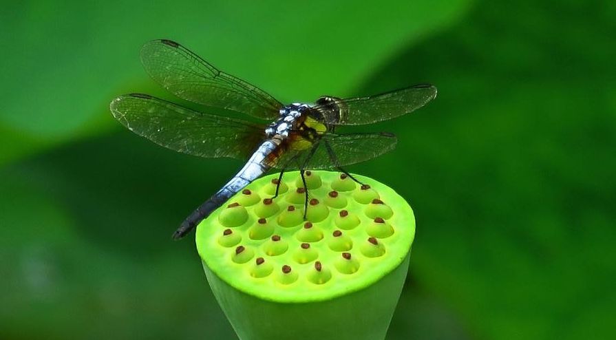 美丽的蜻蜓诗句,描写蜻蜓的诗句古诗大全