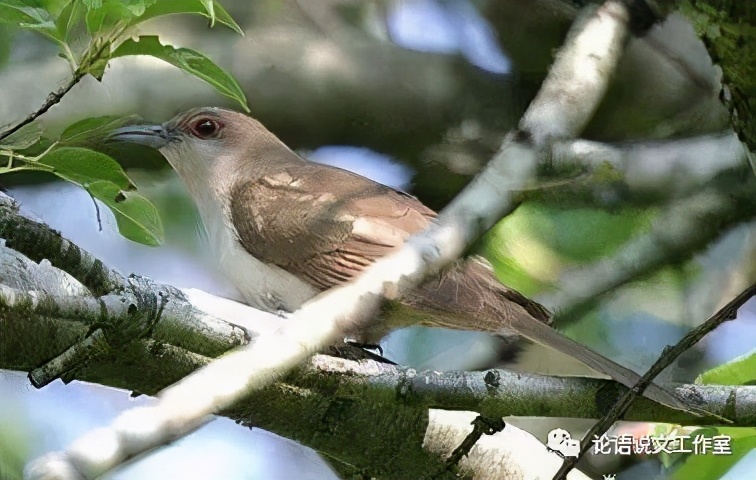 论语说文之五“杜鹃鸟的故事——望帝春心托杜鹃（三）”