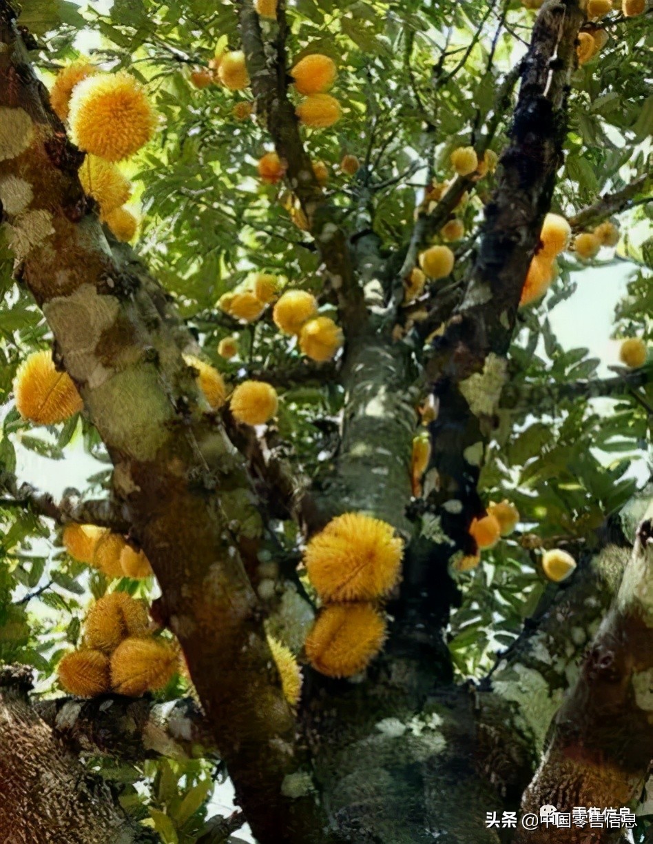 榴莲促销怎么陈列,榴莲营销方案100例