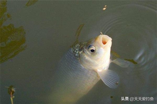 窝里有小鱼怎么解决,怎么样保持窝里有鱼