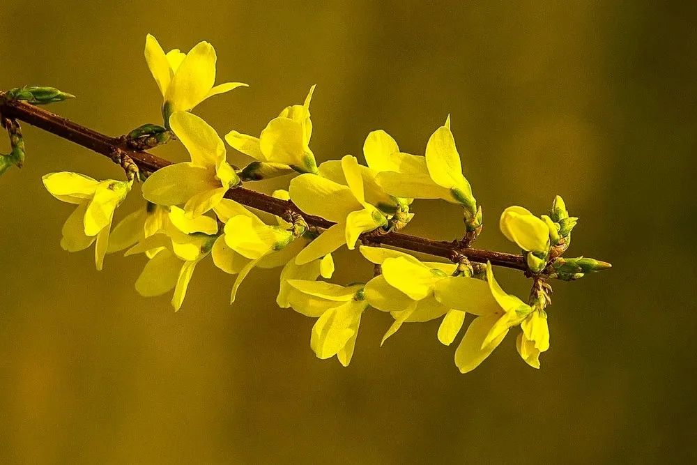 济南3月免费赏花攻略,花都开了济南周边赏花攻略收好
