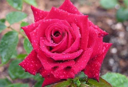 沈阳高端特产方便送人的,玖福记熏拌鸡架沈阳特产