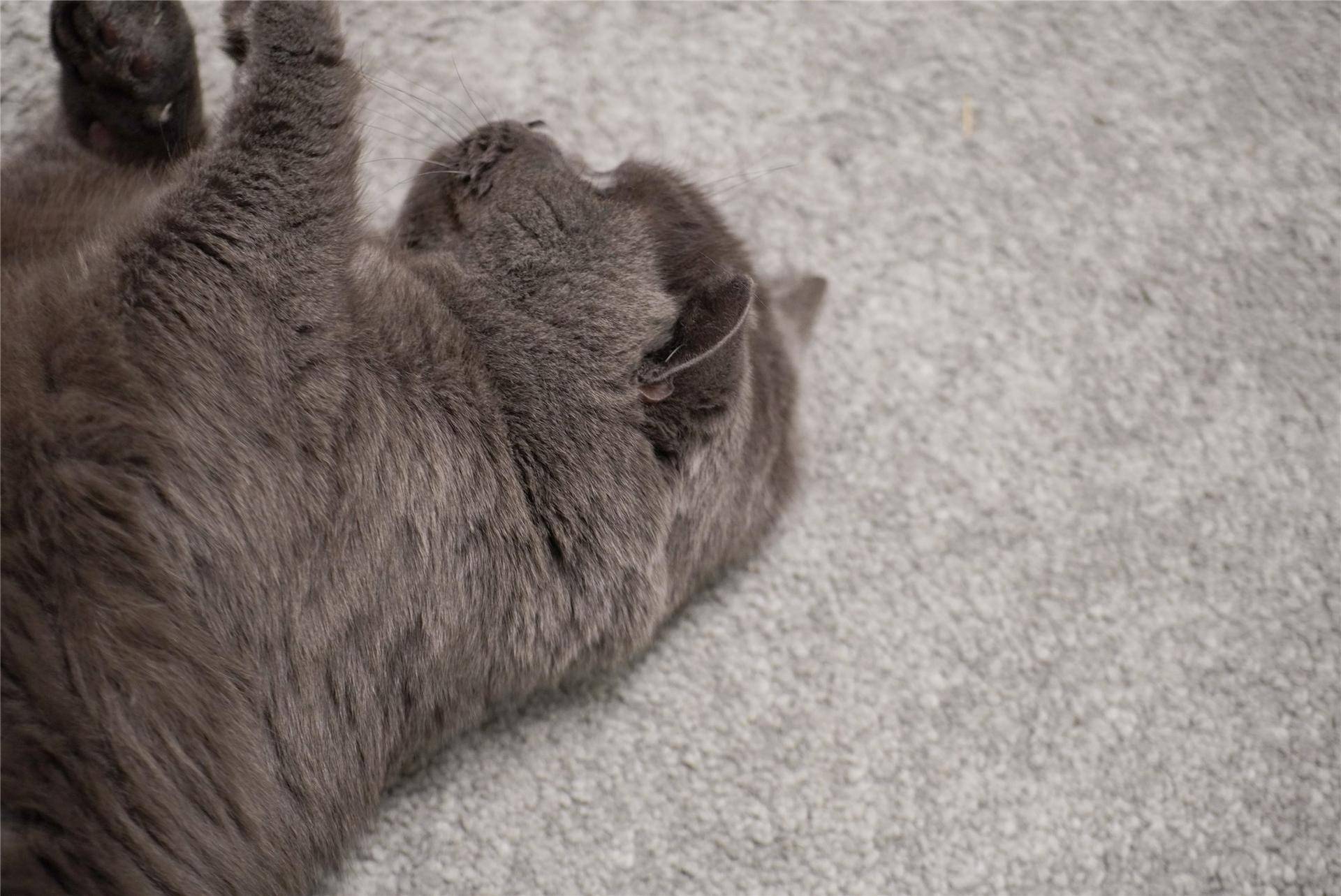 猫主子的猫砂怎么选,喵星人的食物有哪些