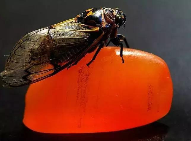 玉髓为什么看上去不透,玉髓不好在哪里