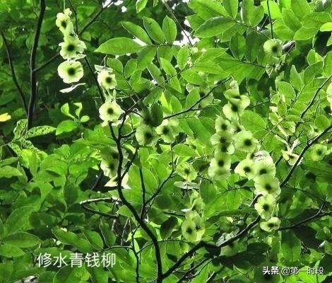 修水青钱柳是什么,修水青钱柳的来历