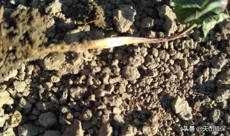 刚长出的苗蔫了怎么办,刚出苗就死苗怎么回事