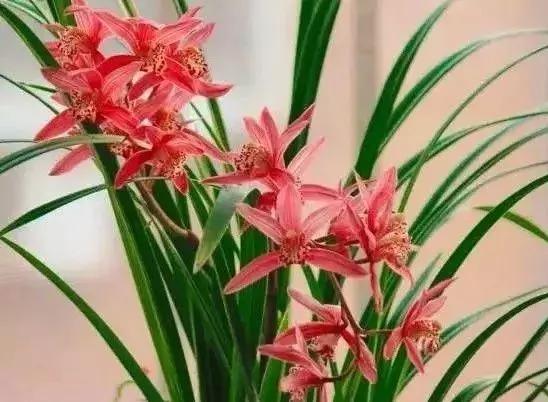 史上最全的兰花鉴赏,兰花品种之精品欣赏