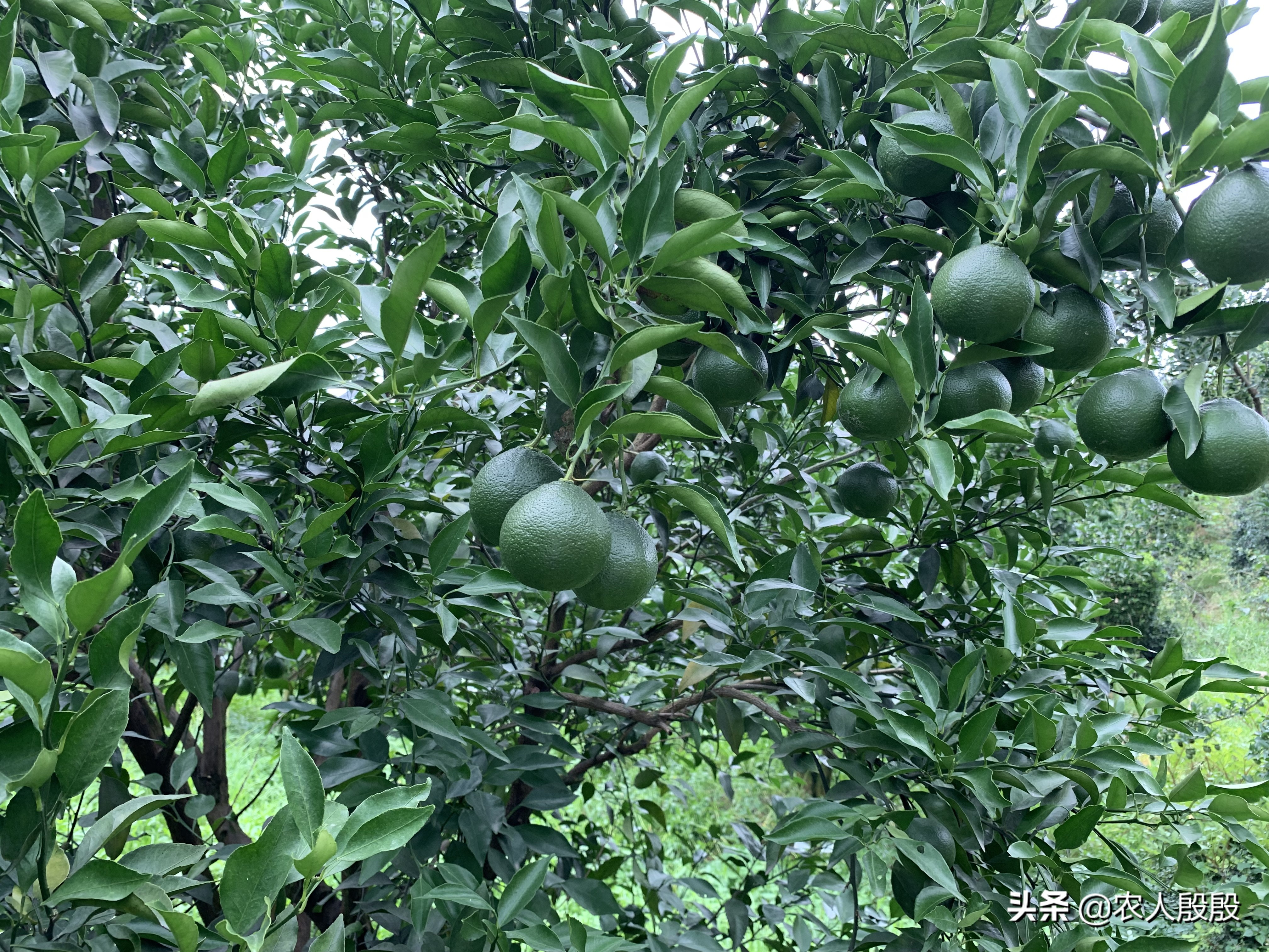 柑橘果实发黄是什么情况,促进柑橘果实着色的措施