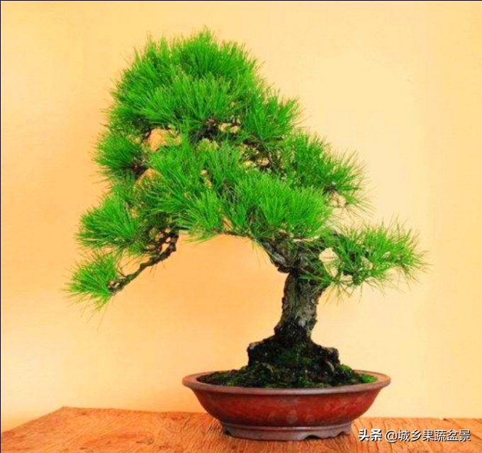 小黑松盆景的造型,黑松盆景各种造型名称及图片