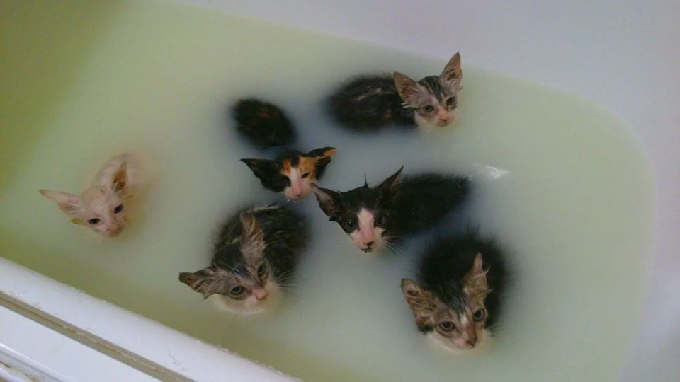 猫奶癣和猫癣分辨,奶藓和猫藓的区别有哪些