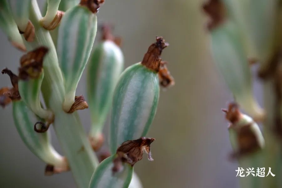 贵州的道地药材天麻,天麻属于哪里的道地药材