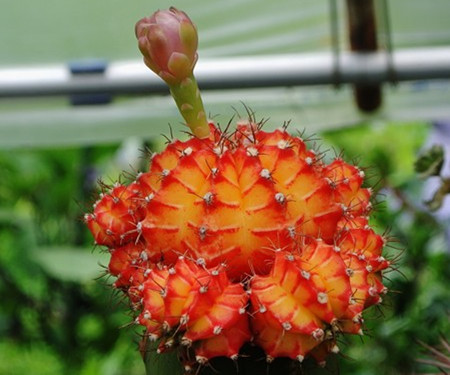 “常年丑貌君不问，一日花红万户惊”——仙人掌的产地及精品赏析