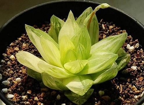 多肉蔫了是淹了还是缺水了,多肉枯萎是水太多还是缺水