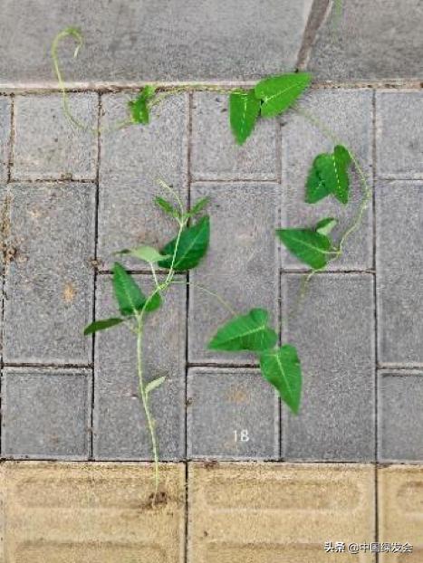 去野草留“精华”，整齐划一的草坪如何体现北京生物多样性？