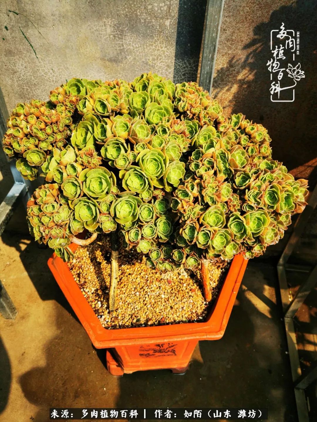 凤凰涅槃,浴火重生!多肉法师圣斗士们的秋天!(附养护经验)