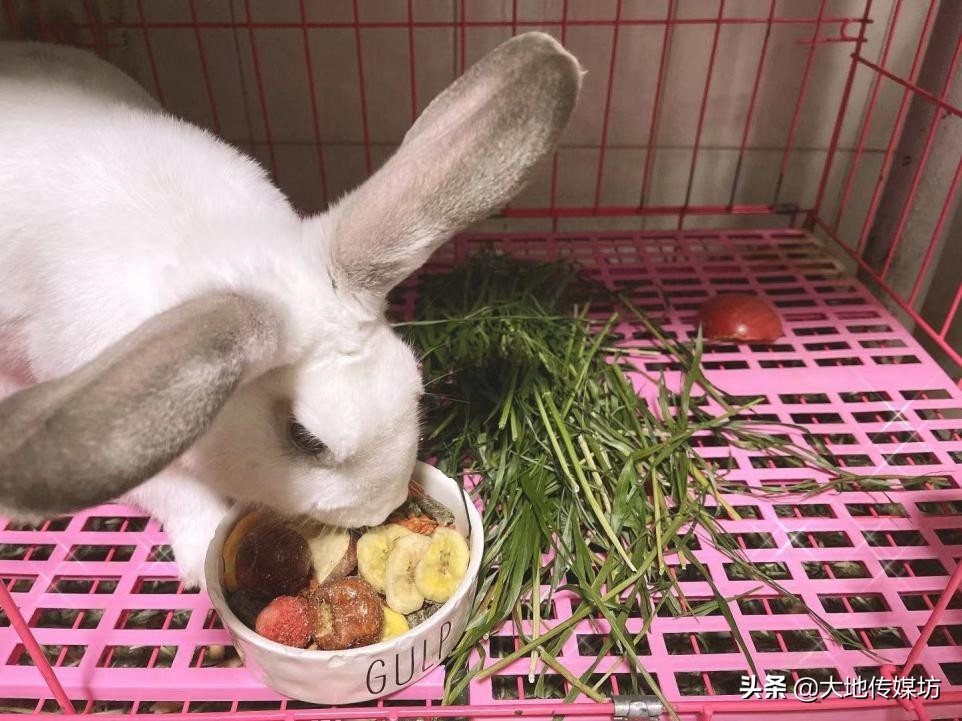 关于宠物殡葬的市场痛点,国内宠物殡葬行业真实现状