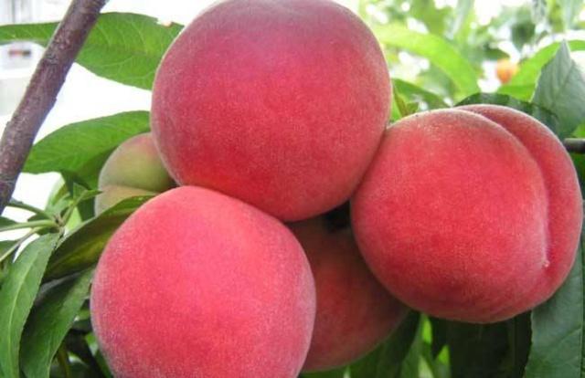 福建桃子品种大全,北方优良品种桃子介绍