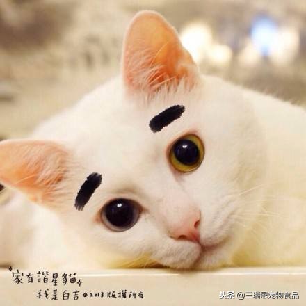 盘点那些萌猫,最萌猫十大排名