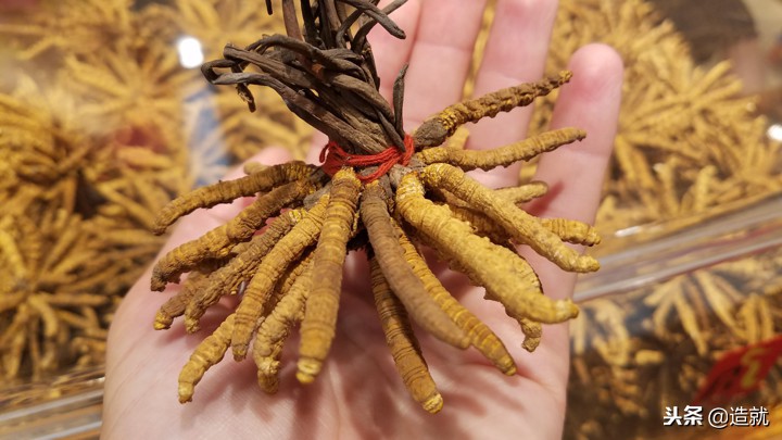 寄生虫如果灭绝不会更好吗,世界最珍贵的寄生虫