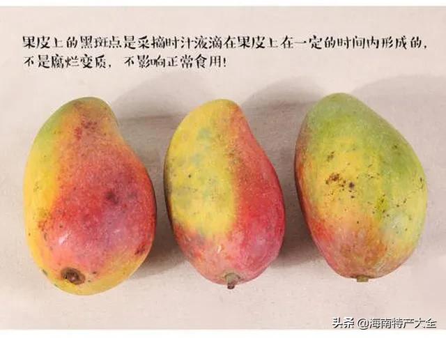 海南树上熟贵妃芒5斤,树上熟的贵妃芒真的假的