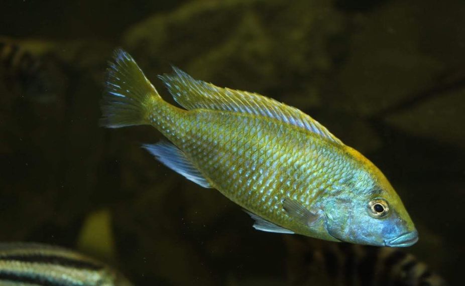 自己做大型水陆缸,在家自己打造一个沙漠缸