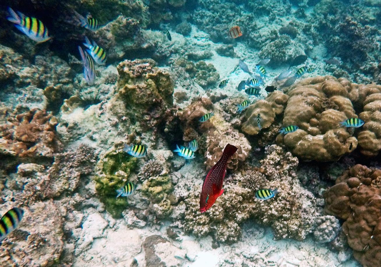 泰国普吉岛斯米兰岛旅游攻略,泰国旅游普吉岛的夏天皮皮岛浮潜