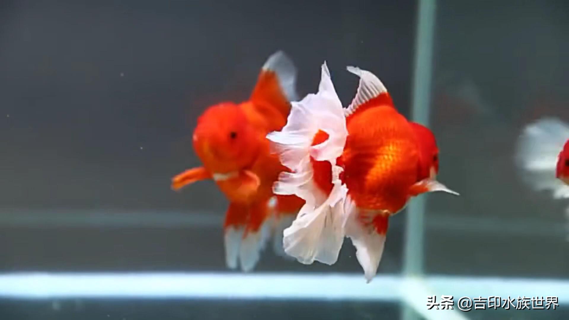 金鱼应该怎么挑选才好,挑选金鱼的方法和技巧