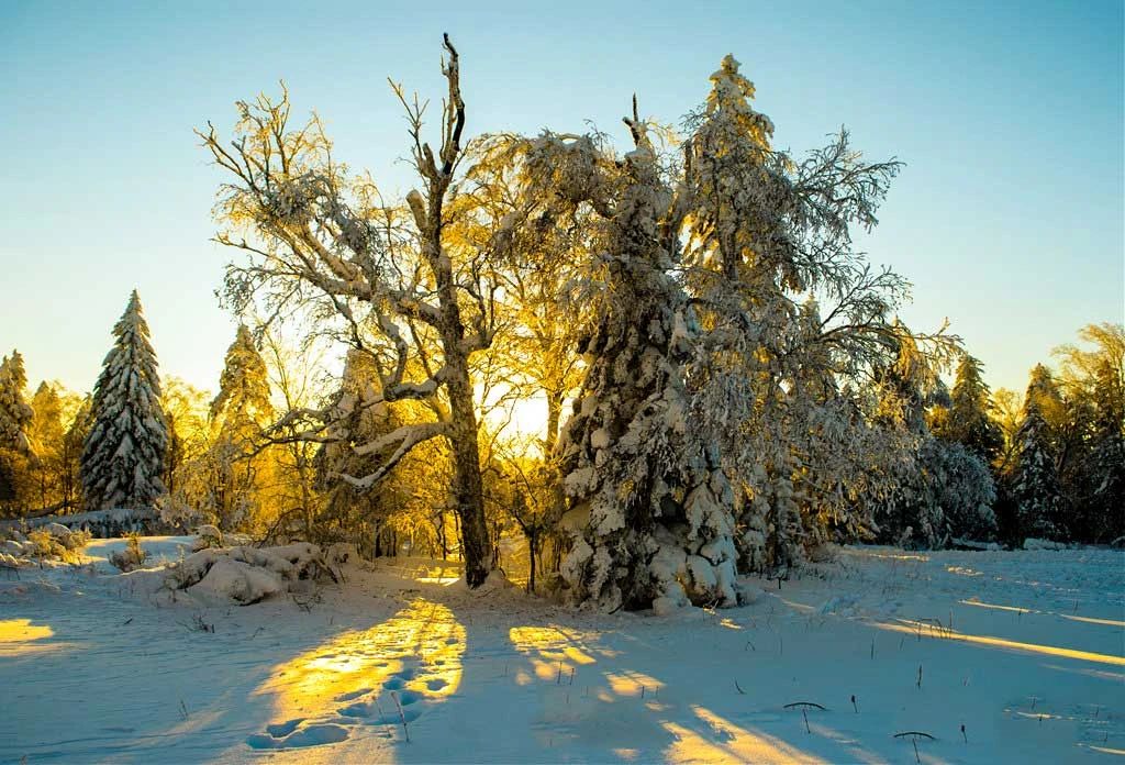 冬季的庭院景观,美丽如画的自然景观让人心旷神怡