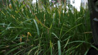 weebill2稳定器怎么样,weebill稳定器手机