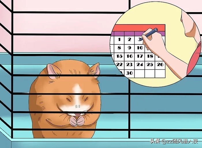 仓鼠饲养八大禁忌,如何饲养一只仓鼠新手版