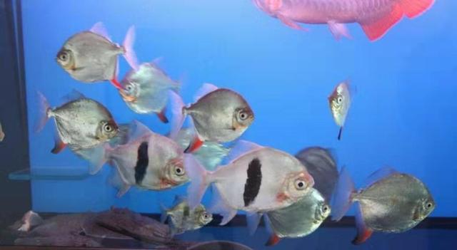 作为观赏鱼店老板，我最不喜欢哪几种购买观赏鱼的顾客？