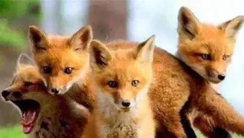 野生蝙蝠都吃什么,十大不能吃的野生蝙蝠