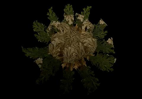 最敢挑战人性的行为艺术家，在网上教你思考一颗石头