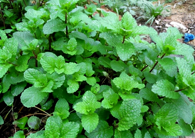 薄荷种植方法扦插,薄荷花种植方法全过程