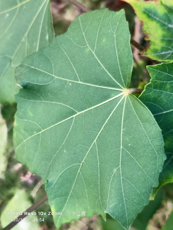 这种花通常用来比作美丽的女子,有人拿来做药,还有人当野菜吃