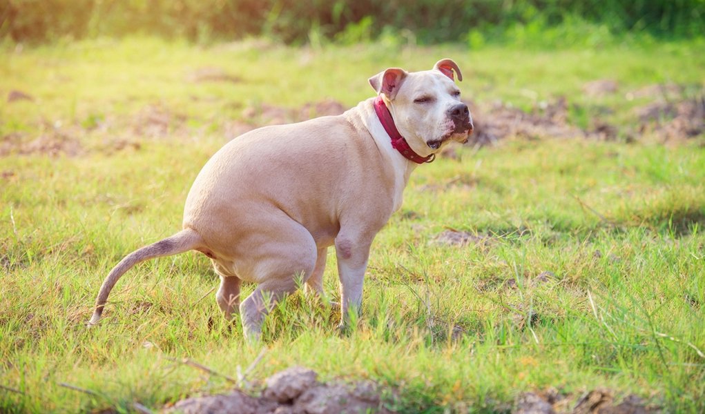 狗狗在家呕吐怎么处理,狗狗在家里拉稀怎么处理