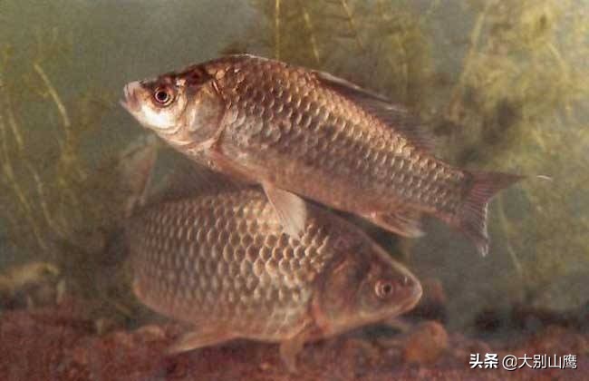 养鱼防病用什么药好使,养鱼开春的防病工作