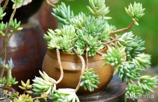 它像个小刺猬，一定会萌到你，并且花语还是积极的、有善意的