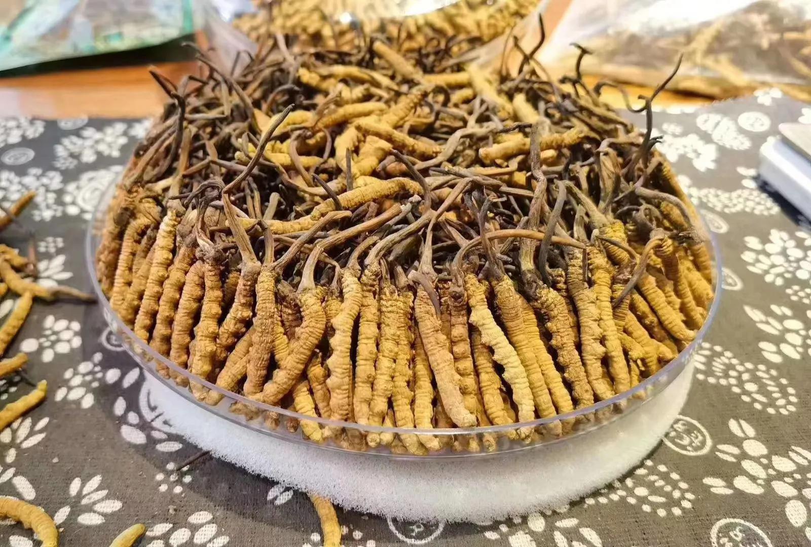 冬虫夏草鸡汤做法虫草放多少,孕妇虫草炖鸡汤一般放几根