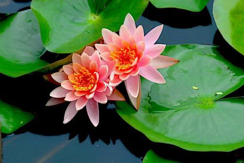 24个节气24朵花,你觉得24节气里面哪个节气最美