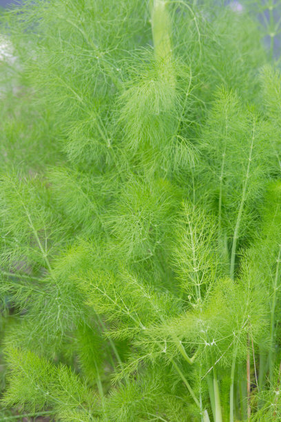 小茴香菜有特殊香味吗,茴香菜具有一种特殊的香气