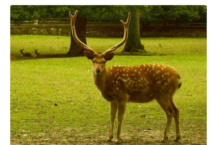 麒麟为什么在四大神兽之上,麒麟真的存在这个世界上吗