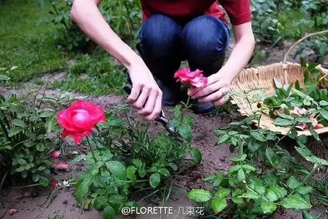 这家破厂房改造的花店,这是北京最美的小花店,明星都来拍照