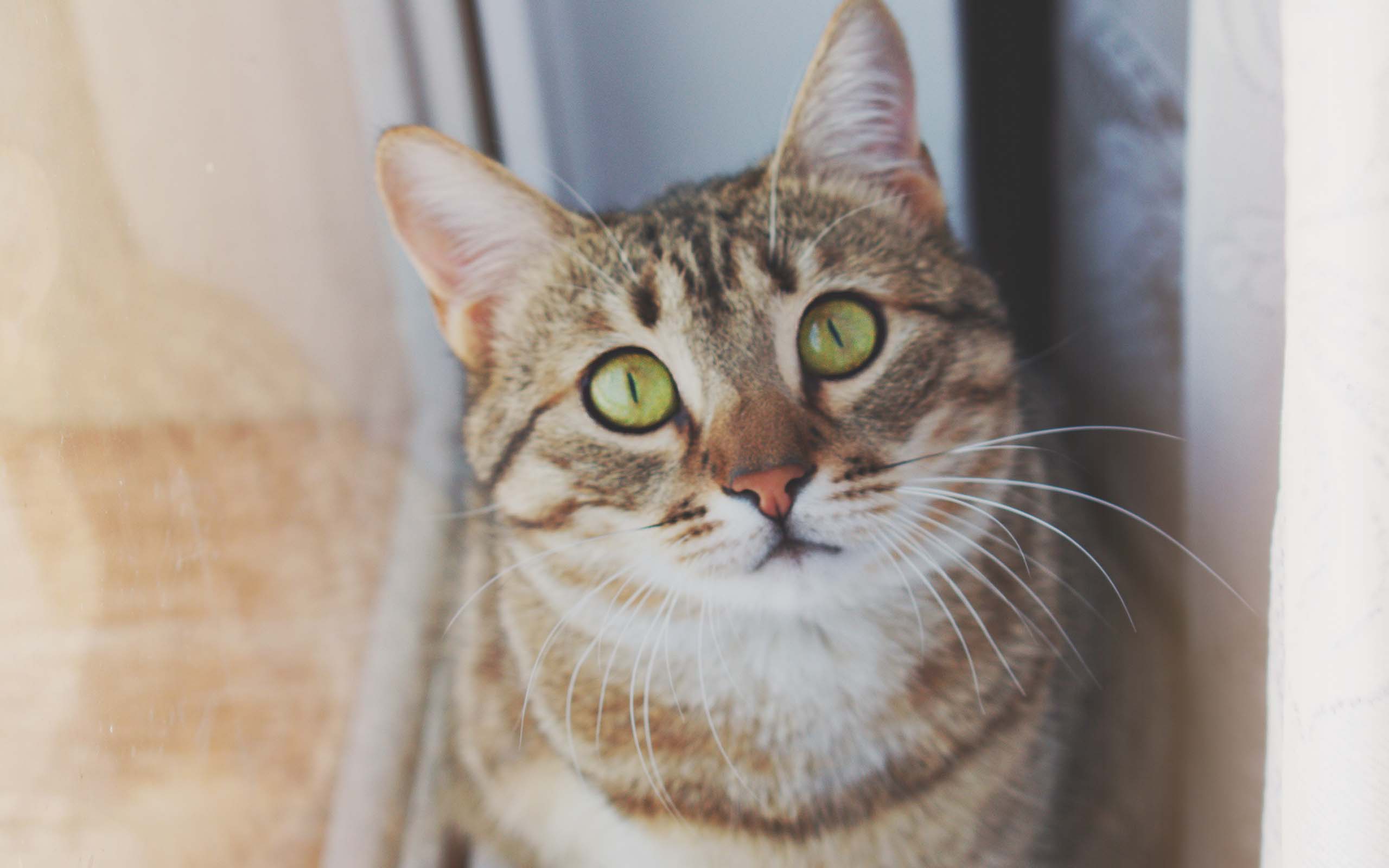 过多的摄入盐对身体有哪些危害,宠物摄入盐分