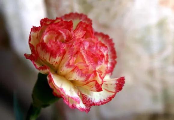 有兰花的香,有兰花香的兰花